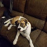 Duke joined the competition — help win amazing prizes! dog, couch, brown, white, indoor, pet, animal, fur, collar, phone, clothing, relaxed, looking_up, living_room, furniture, seated, comfortable, domestic, casual, leisure