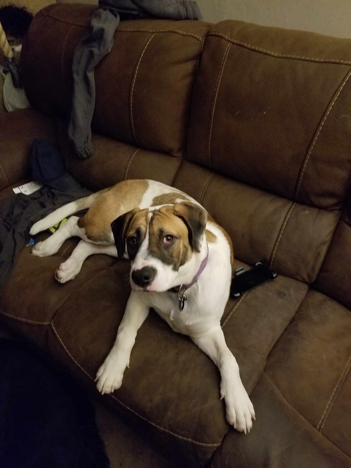 Duke joined the competition — help win amazing prizes! dog, couch, brown, white, indoor, pet, animal, fur, collar, phone, clothing, relaxed, looking_up, living_room, furniture, seated, comfortable, domestic, casual, leisure