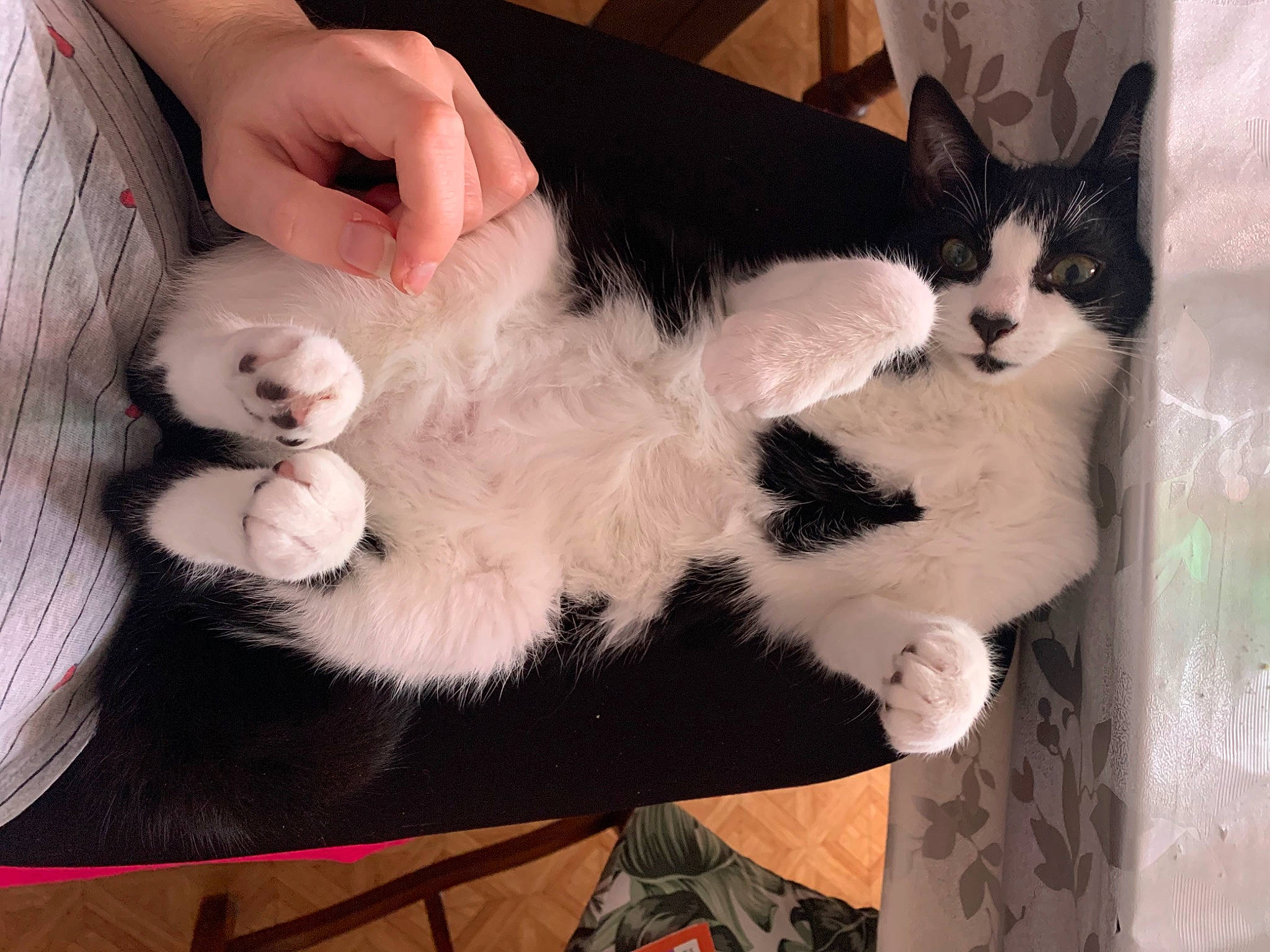 Simba participe au concours pour gagner de l'argent avec cette photo : carnivore, cat, claw, comfort, companion_dog, domestic_short_haired_cat, ear, felidae, foot, formal_wear, fur, gesture, hand, lap, nail, paw, small_to_medium_sized_cats, snout, tail, whiskers