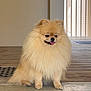 animal, beige, brown, companion, cute, dog, domestic_animal, doorway, fluffy, fur, indoor, paws, pet, pomeranian, porch, portrait, sitting, small_dog, tongue, wood_floor