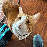 Mimosa joined the competition — help win amazing prizes! animal, bag, cat, collar, curious, domestic_cat, ears, feline, flooring, footwear, house_pet, indoor, looking_up, orange_cat, pet, sneaker, tail, whiskers, white_cat, wooden_floor