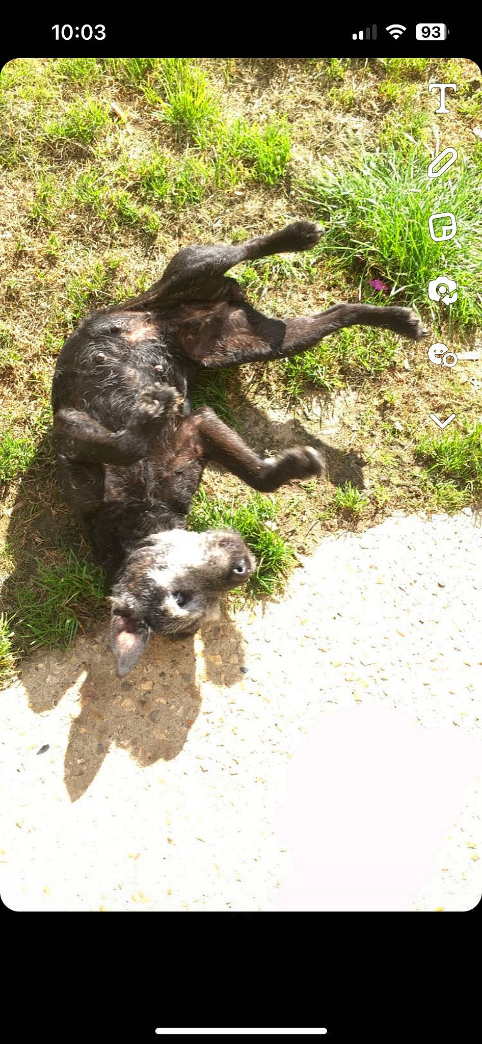 Wolf is registered to the contest to win money with this photo: art, canidae, carnivore, claw, dog, dog_breed, fawn, garden, grass, groundcover, plant, sculpture, soil, sporting_group, tail, terrestrial_animal, tree, trunk, wood, working_animal