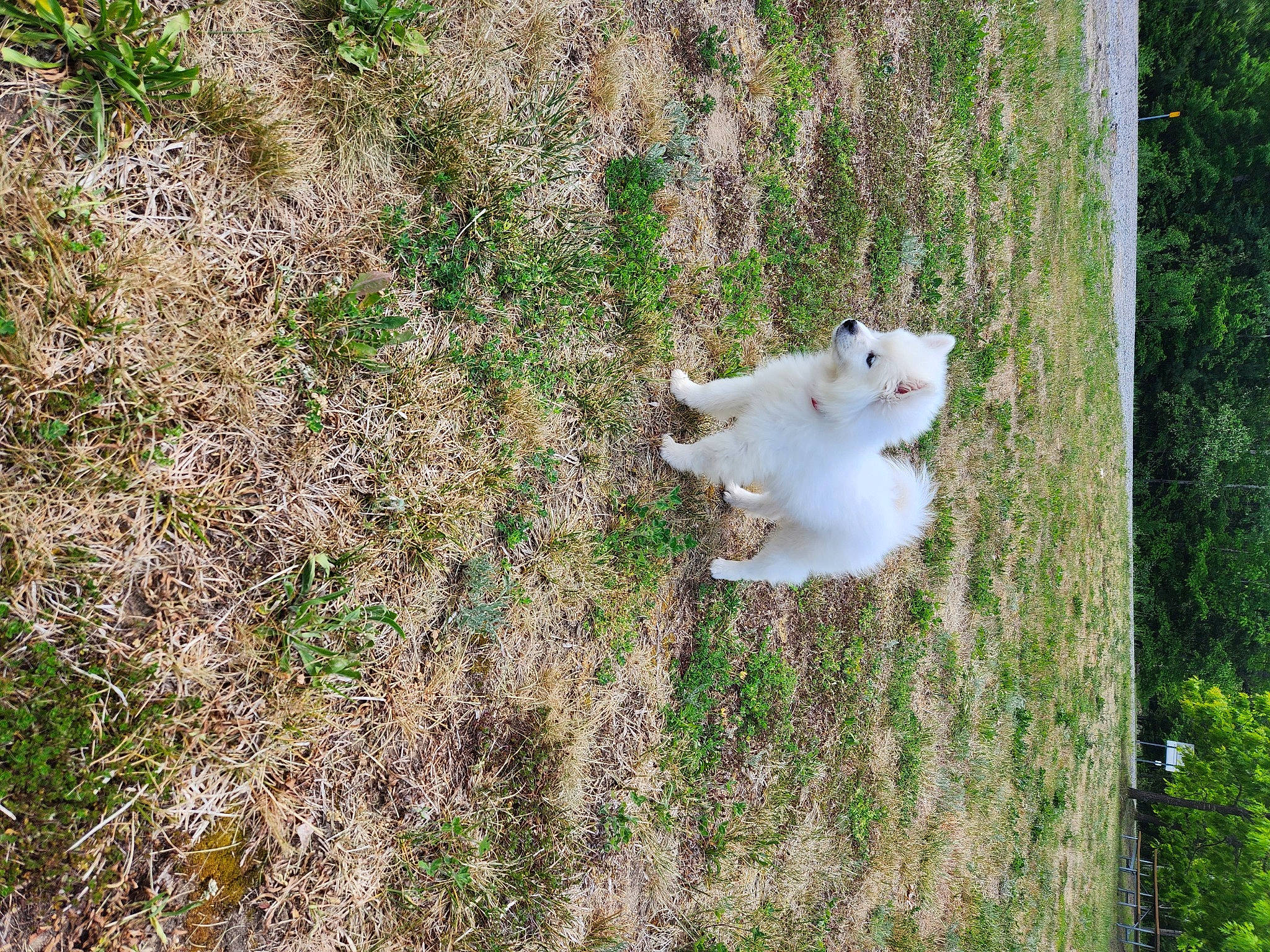 Bandit joined the competition — help win amazing prizes! carnivore, companion_dog, dog_breed, fawn, felidae, grass, grass_family, grassland, groundcover, pasture, plant, sheep, shrub, small_to_medium_sized_cats, sporting_group, tail, terrestrial_animal, tree, wildlife, wood