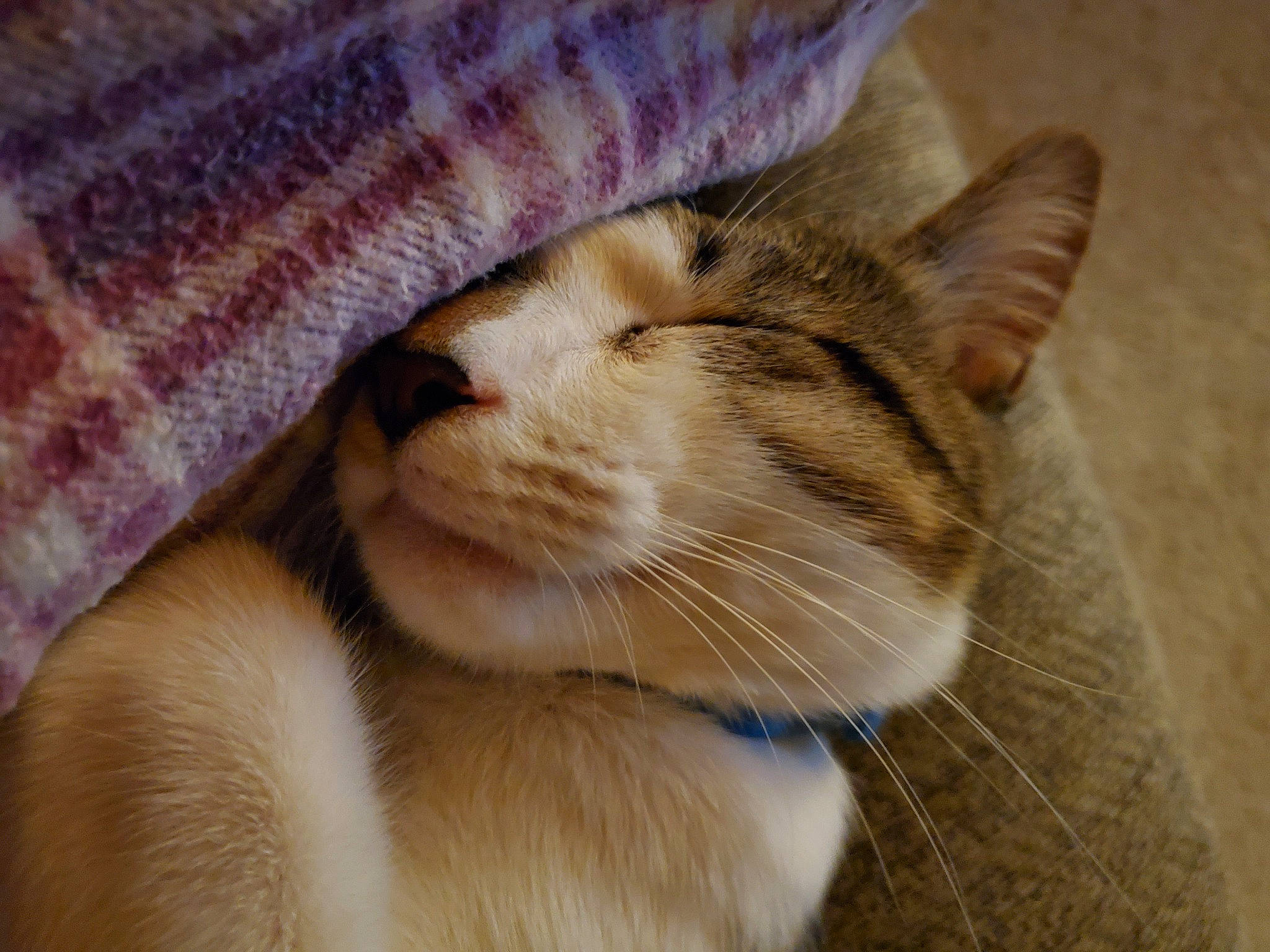 Murphy joined the competition — help win amazing prizes! carnivore, cat, close_up, comfort, domestic_short_haired_cat, fawn, felidae, fur, hat, pattern, paw, small_to_medium_sized_cats, snout, tail, terrestrial_animal, whiskers, window, wool, woolen, woven_fabric