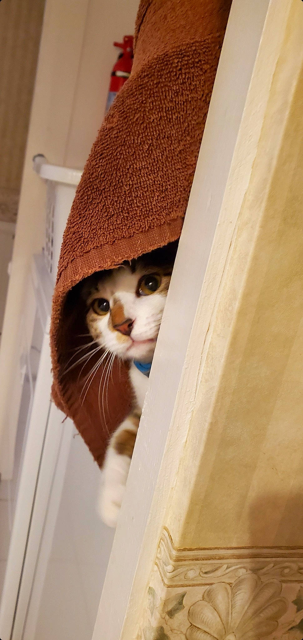 Murphy joined the competition — help win amazing prizes! box, cardboard, carnivore, cat, domestic_short_haired_cat, eye, fawn, felidae, flooring, fur, hardwood, head, mammal, pet_supply, room, small_to_medium_sized_cats, snout, whiskers, window, wood