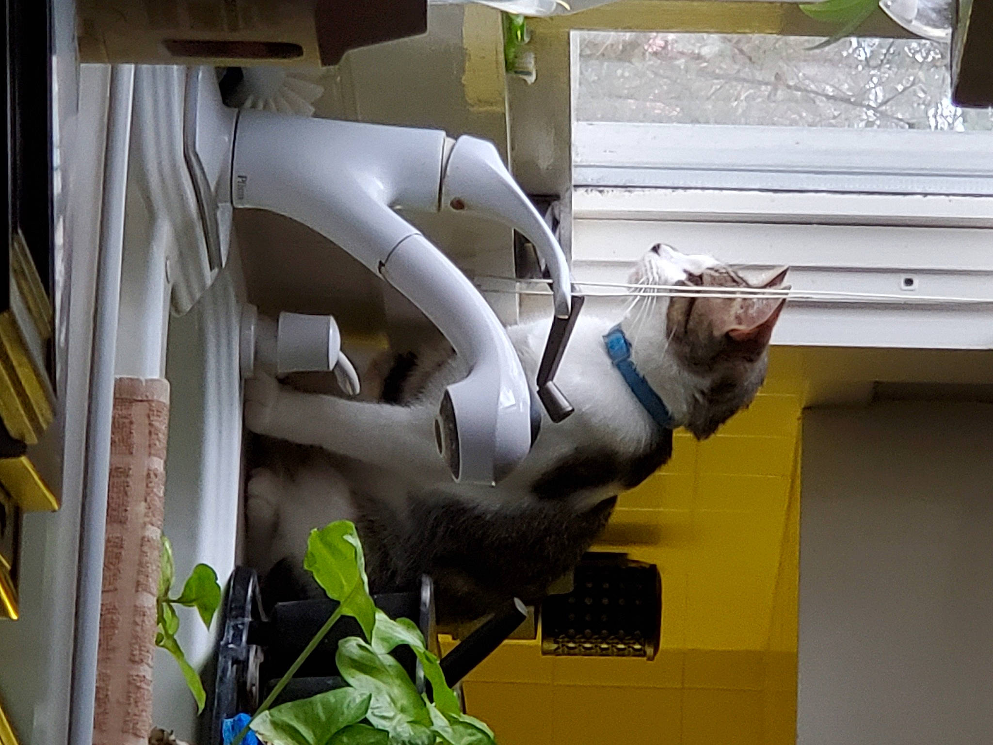 Murphy joined the competition — help win amazing prizes! carnivore, cat, felidae, fixture, flowerpot, houseplant, machine, metal, plant, room, small_to_medium_sized_cats, tail, window, wood