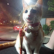 Butters is registered to the contest to win money with this photo: animal, car_dashboard, cat, curious, domestic_cat, harness, leash, night, nighttime, orange_and_white_cat, outdoor, pets, reflection, road, sitting, street_lights, urban, vehicle, whiskers, window
