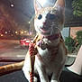 animal, car_dashboard, cat, curious, domestic_cat, harness, leash, night, nighttime, orange_and_white_cat, outdoor, pets, reflection, road, sitting, street_lights, urban, vehicle, whiskers, window
