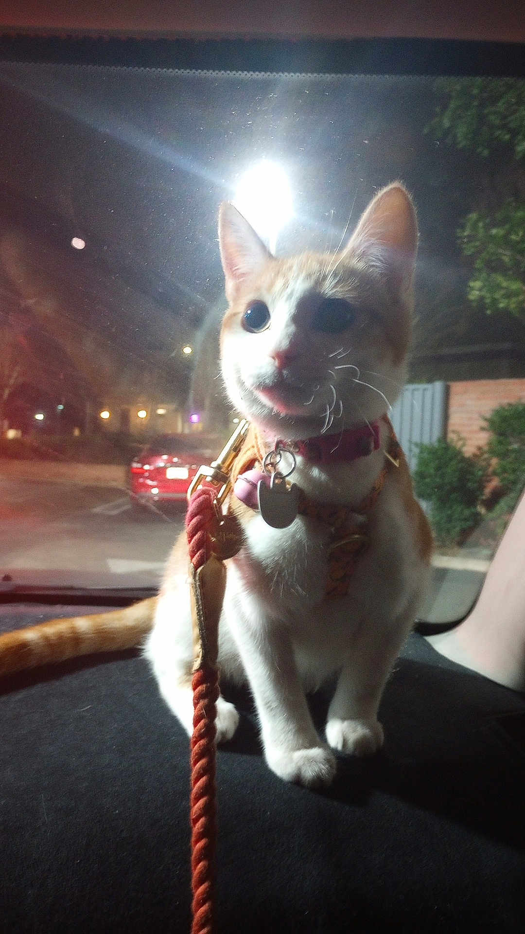 Butters is registered to the contest to win money with this photo: animal, car_dashboard, cat, curious, domestic_cat, harness, leash, night, nighttime, orange_and_white_cat, outdoor, pets, reflection, road, sitting, street_lights, urban, vehicle, whiskers, window