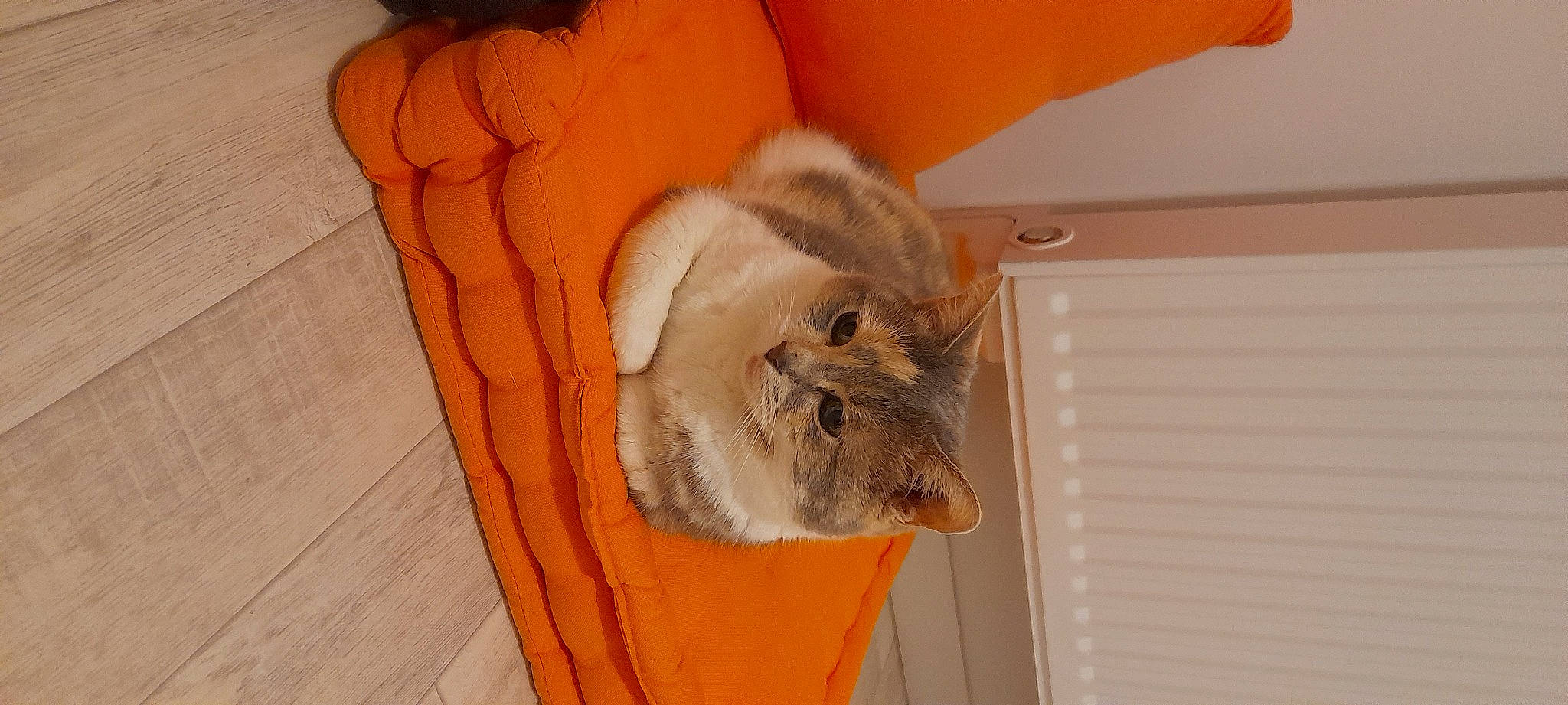 Louloute participe au concours pour gagner de l'argent avec cette photo : carnivore, cat, claw, comfort, domestic_short_haired_cat, fawn, felidae, flooring, fur, hardwood, orange, paw, room, small_to_medium_sized_cats, snout, tail, terrestrial_animal, whiskers, wood, wood_flooring