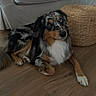 Achille a rejoint le concours — aidez-le/la à gagner de superbes lots ! dog, puppy, tricolor, black_and_tan, white_chest, fluffy, long_hair, lying_down, sitting, indoors, living_room, wooden_floor, sofa, basket, home, pet, animal, portrait, tail, paws