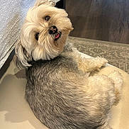 Jackie is registered to the contest to win money with this photo: dog, fluffy, pet, indoor, chair, cute, tongue_out, fur, small_dog, relaxed, looking_back, home, floor, carpet, animal, domestic_animal, companion, cute_pet, resting, cozy