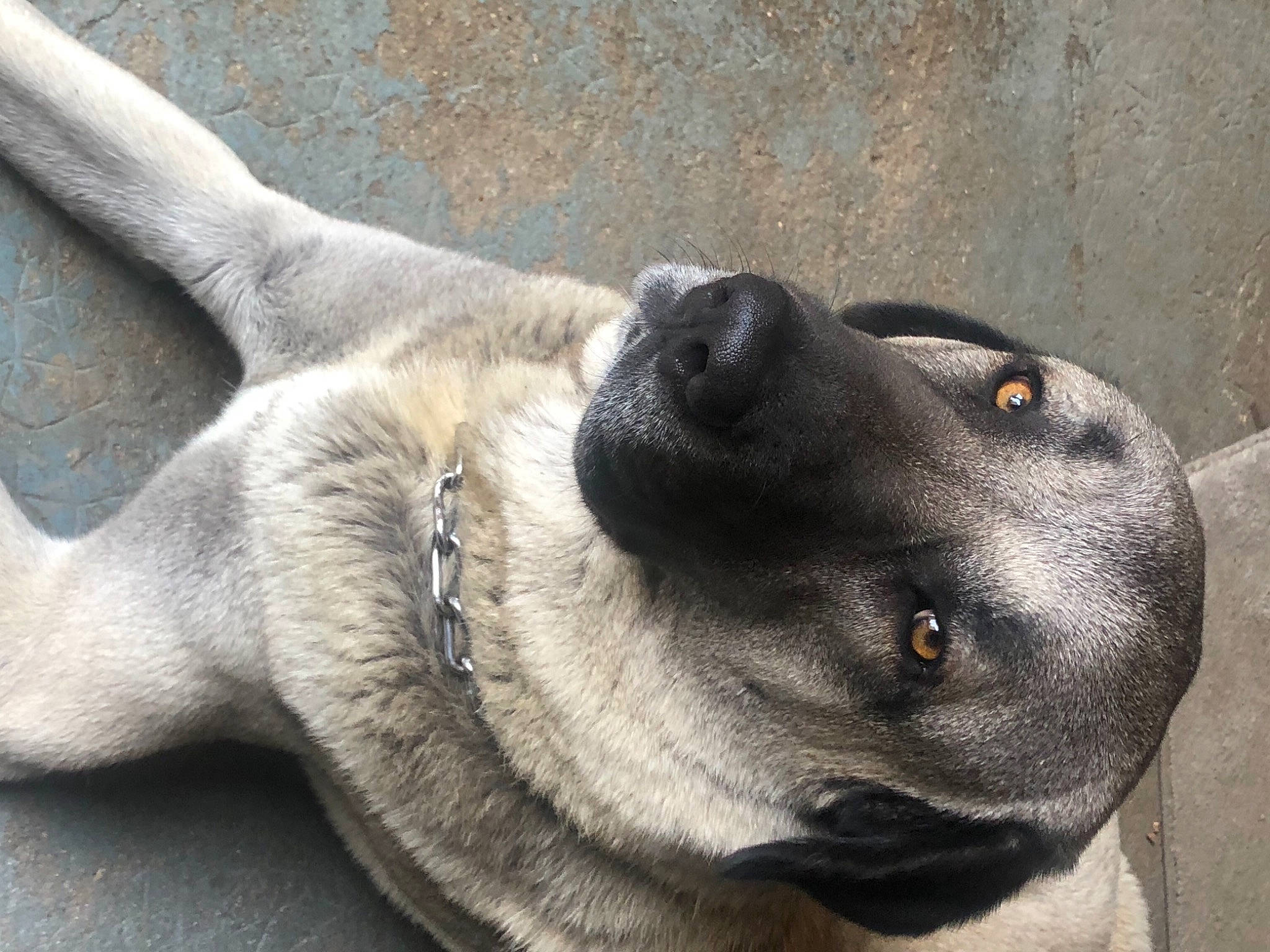 Atlas a rejoint le concours — aidez-le/la à gagner de superbes lots ! borador, canidae, carnivore, collar, companion_dog, dog, dog_breed, dog_collar, ear, eye, fawn, fur, jaw, pet_supply, snout, sporting_group, terrestrial_animal, whiskers, working_animal, working_dog