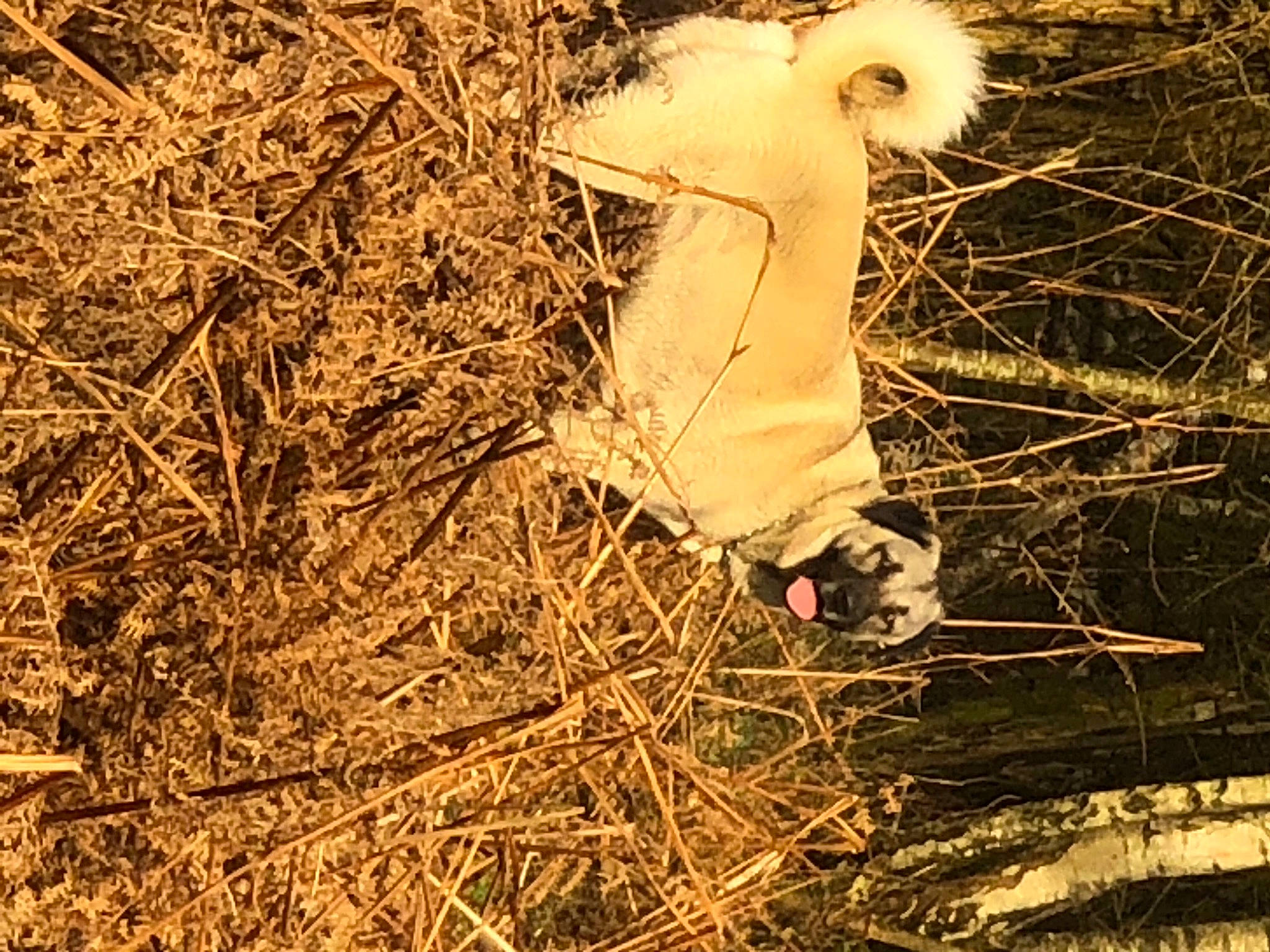 Atlas a rejoint le concours — aidez-le/la à gagner de superbes lots ! canidae, fawn, fur, grass, grassland, hay, human_leg, natural_landscape, people_in_nature, plant, soil, sporting_group, straw, tail, terrestrial_animal, tree, trunk, twig, wildlife, wood