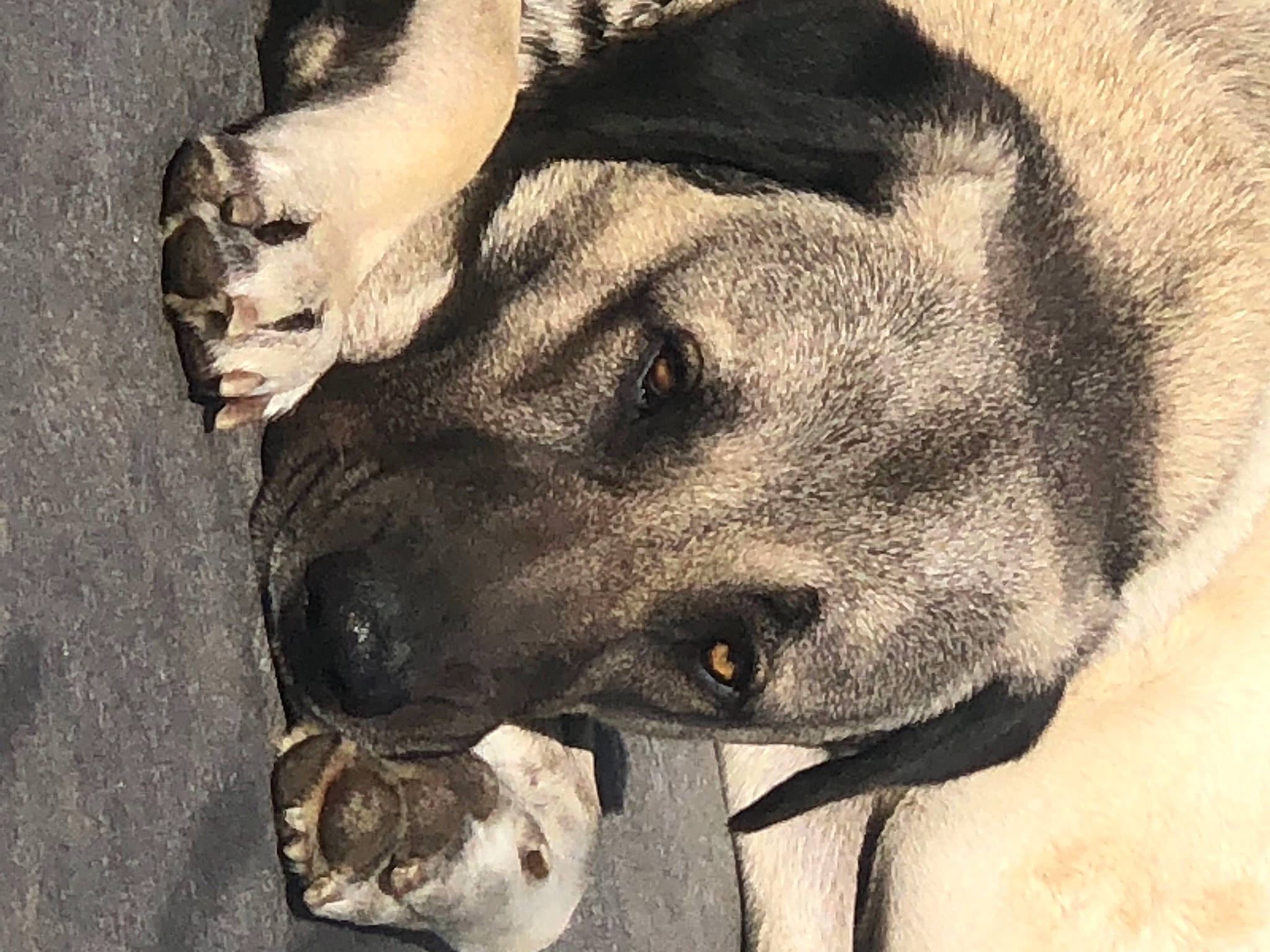 Atlas a rejoint le concours — aidez-le/la à gagner de superbes lots ! art, canidae, carnivore, cat, companion_dog, dog, dog_breed, fawn, fur, guard_dog, jaw, monochrome, monochrome_photography, paw, snout, sporting_group, street_dog, terrestrial_animal, whiskers, working_animal