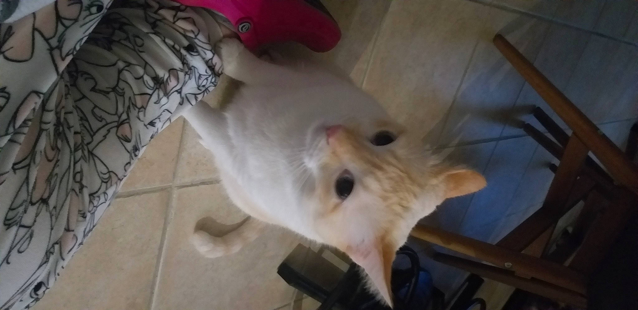 Caramel participe au concours pour gagner de l'argent avec cette photo : aircraft, canidae, carnivore, companion_dog, dog, dog_breed, fawn, felidae, fur, linens, non_sporting_group, samoyed, snout, spitz, sporting_group, tail, whiskers, wing, wood, working_animal