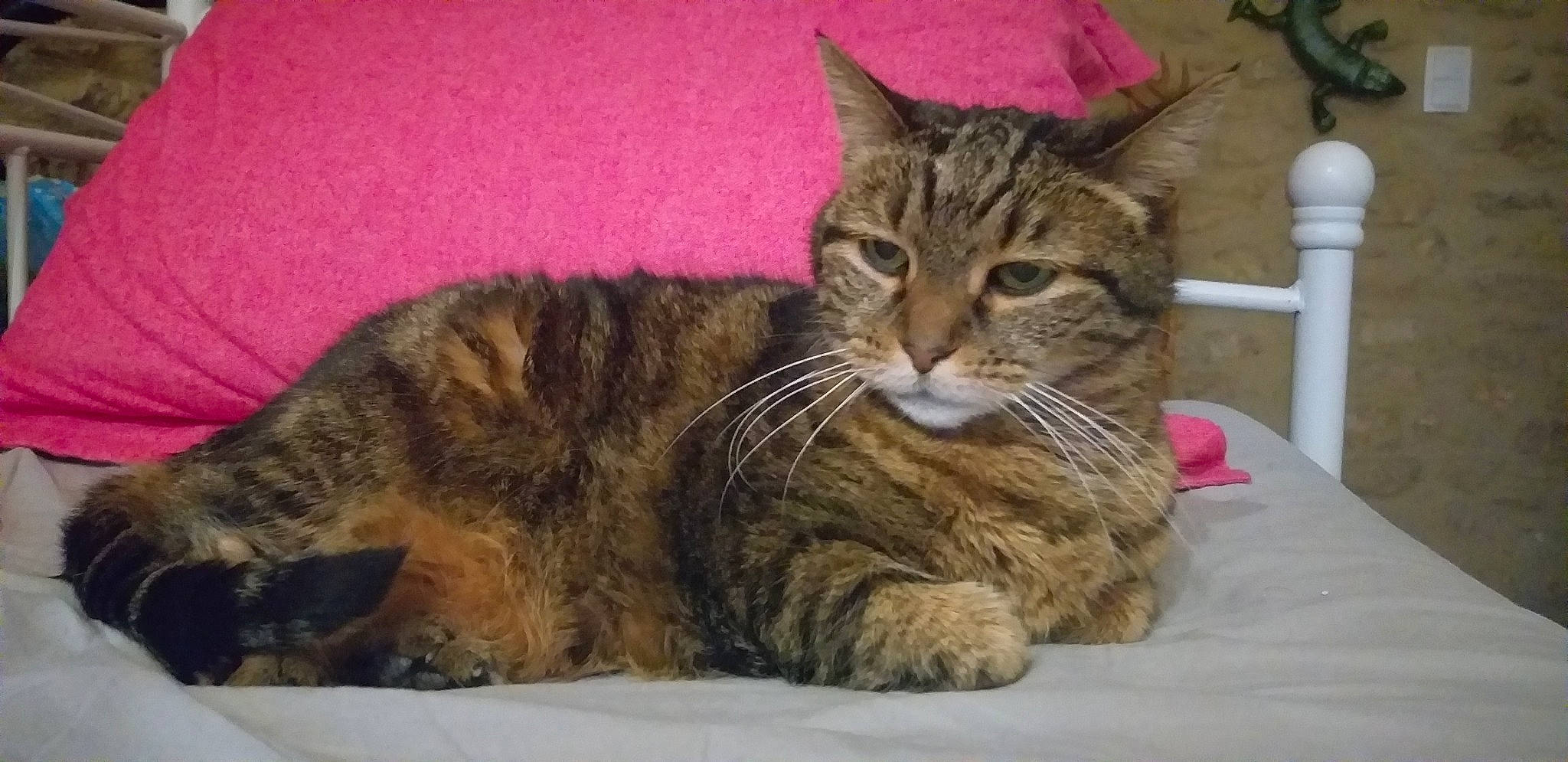 Falbala a rejoint le concours — aidez-le/la à gagner de superbes lots ! carnivore, cat, claw, domestic_short_haired_cat, felidae, fur, paw, small_to_medium_sized_cats, snout, tail, terrestrial_animal, whiskers