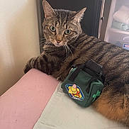 Tiggers joined the competition — help win amazing prizes! animal, bed, cat, cozy, cute, domestic, fur, furniture, green_eyes, household, indoor, looking_at_camera, pet, pouch, relaxed, resting, striped, tabby, tigger_sticker, whiskers