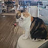 cat, calico_cat, pet, feline, indoor, living_room, furniture, ottoman, chair, table, wood_floor, window, curtains, household_items, couch, soft_light, cozy, domestic, sitting, fur