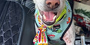 Sushi joined the competition — help win amazing prizes! dog, small_dog, pet, car, car_interior, bandana, happy, ears, close_up, front_seat, seat_cover, animal, canine, tongue_out, looking_at_camera, domestic_animal, fur, whiskers, nose, mouth_open