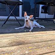 Sushi joined the competition — help win amazing prizes! dog, outdoor, wooden_deck, table, grill, sunlight, shadow, pet, animal, relaxed, spotted, small_dog, backyard, daytime, tongue, ears, resting, furniture, door, window