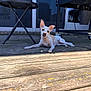 dog, outdoor, wooden_deck, table, grill, sunlight, shadow, pet, animal, relaxed, spotted, small_dog, backyard, daytime, tongue, ears, resting, furniture, door, window