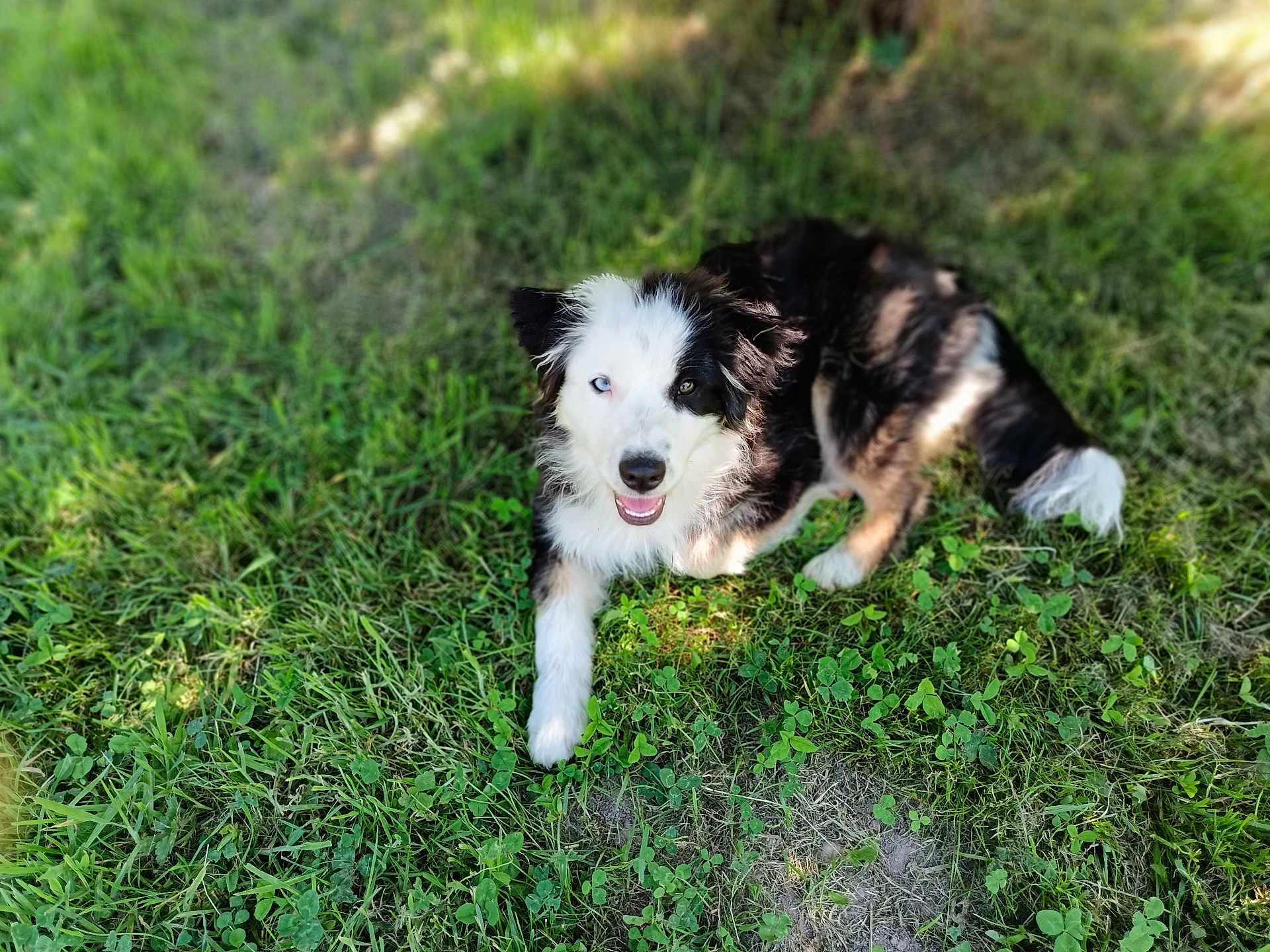 Arya