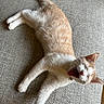 animal, cat, collar, couch, cute, fabric, feline, fur, indoor, orange_cat, paw, pet, relaxing, resting, sleepy, stretching, texture, whiskers, white_cat, yawning