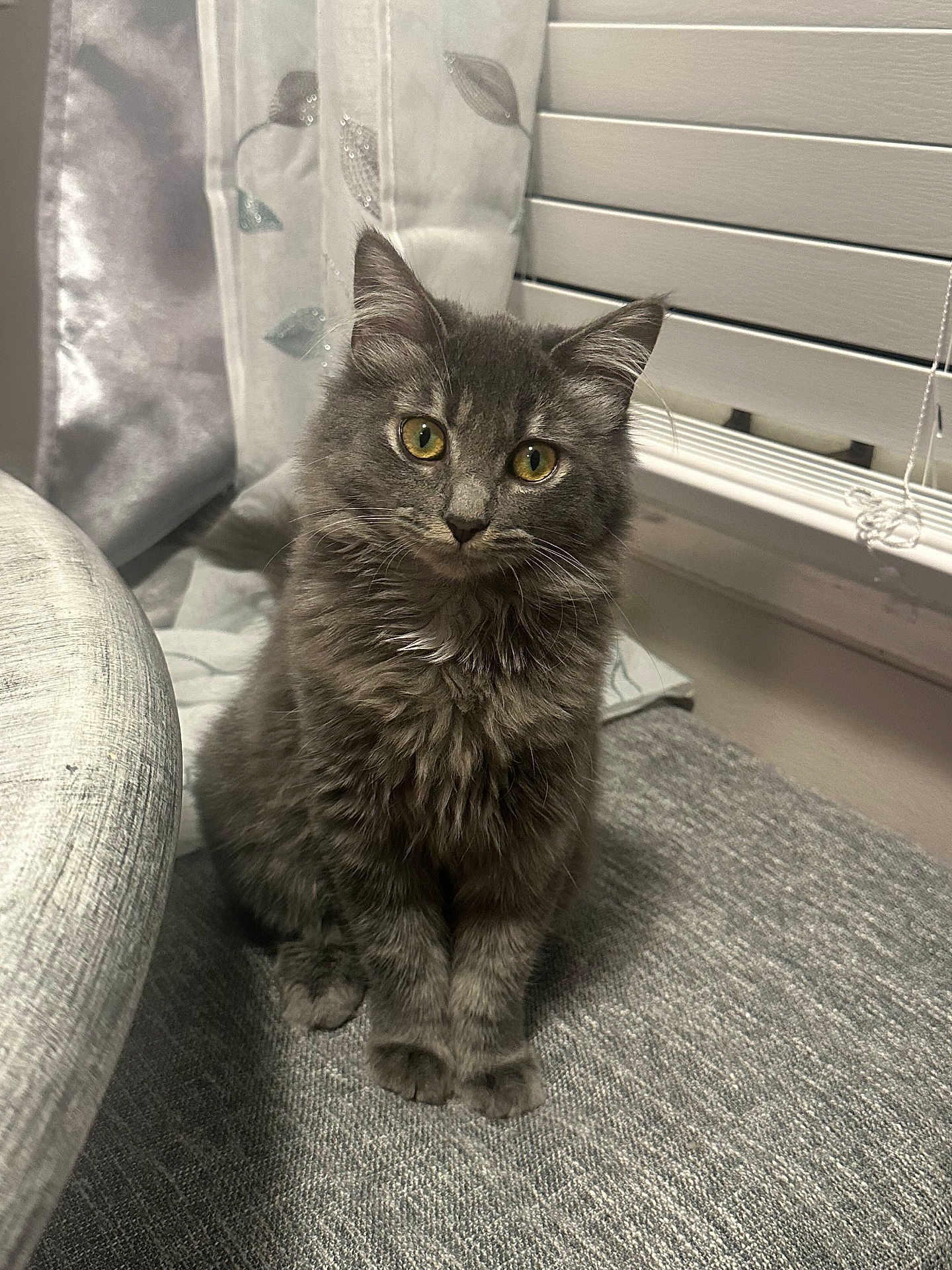 Mini joined the competition — help win amazing prizes! animal, cat, closeup, curious, curtain, cute, domestic, fluffy, furniture, gray_fur, indoor, kitten, pet, portrait, sitting, soft_lighting, texture, whiskers, window_blind, yellow_eyes