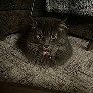 Mini is registered to the contest to win money with this photo: animal, bell, carpet, cat, collar, cozy, curious, cute, feline, floor, fluffy, fur, gray_cat, home, indoor, loaf_position, pet, resting, whiskers, yellow_eyes
