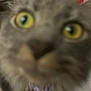 Mini joined the competition — help win amazing prizes! animal, blurry, cat, close, close_up, collar, curious, cute, domestic_cat, face, feline, friendly, fur, indoor, muzzle, nose, pet, portrait, whiskers, yellow_eyes