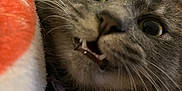 Mini joined the competition — help win amazing prizes! animal, blanket, cat, close_up, closeup, cozy, curious, cute, domestic_cat, expressive, feline, fur, gray_tabby, indoor, pet, resting, soft_texture, teeth, whiskers, wide_eyes