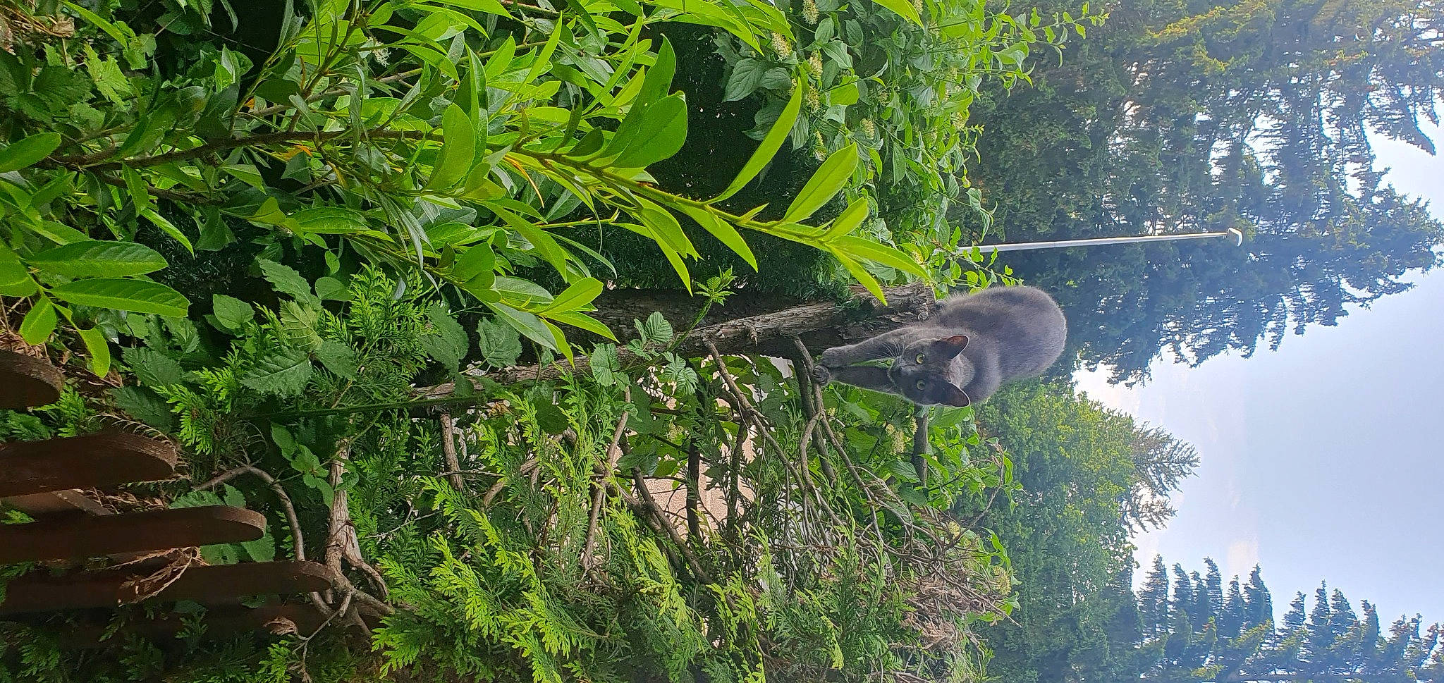 Muezza participe au concours pour gagner de l'argent avec cette photo : branch, flowering_plant, forest, grass, groundcover, herb, jungle, plant, plant_stem, shrub, sky, temperate_broadleaf_and_mixed_forest, terrestrial_animal, terrestrial_plant, tree, trunk, twig, wildlife, wood, woody_plant