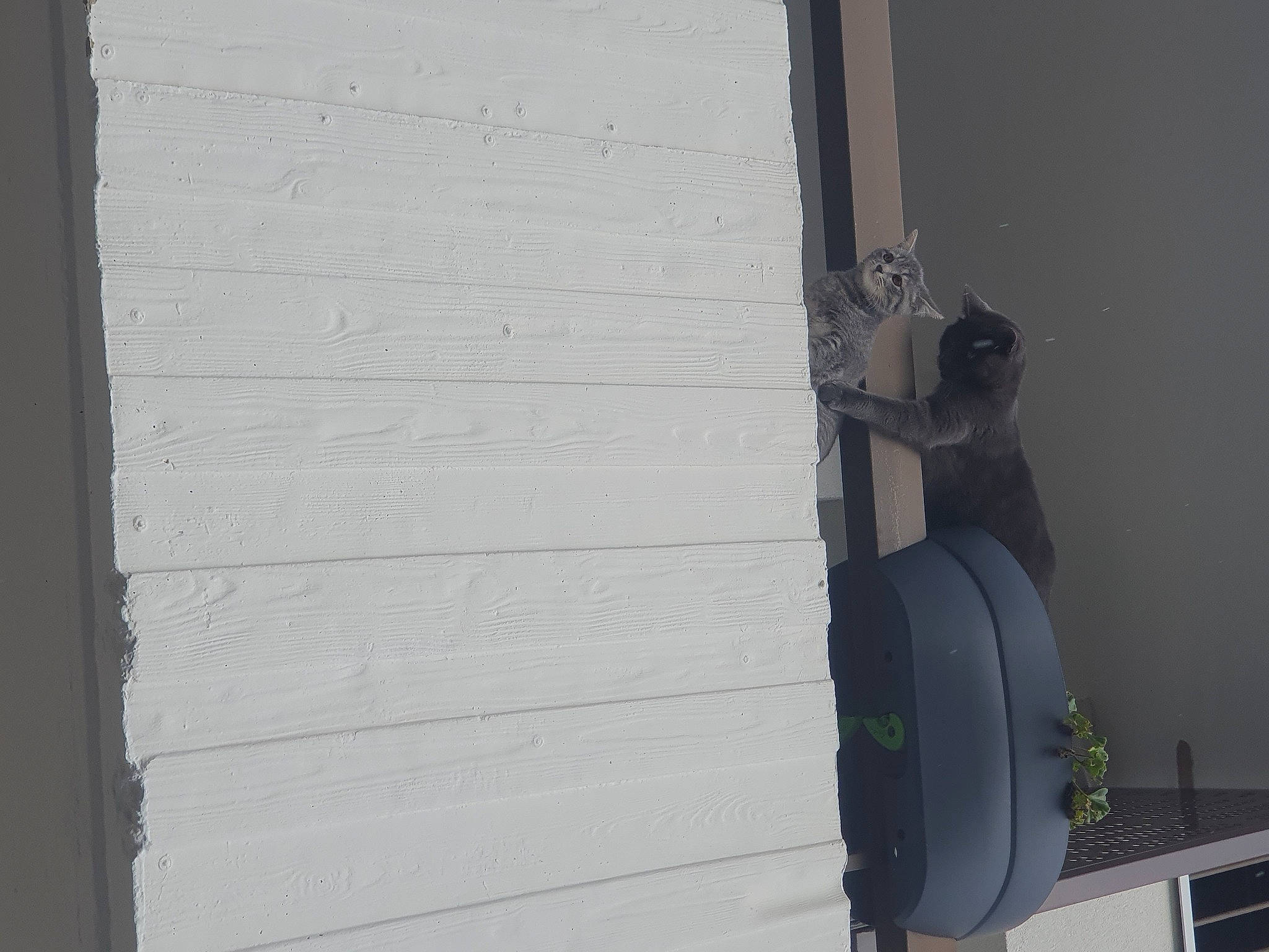 Muezza a rejoint le concours — aidez-le/la à gagner de superbes lots ! automotive_exterior, automotive_lighting, automotive_tire, building, bumper, door, facade, gas, grey, hardwood, hood, plywood, siding, tints_and_shades, vehicle, vehicle_door, window, windshield, wood, wood_stain