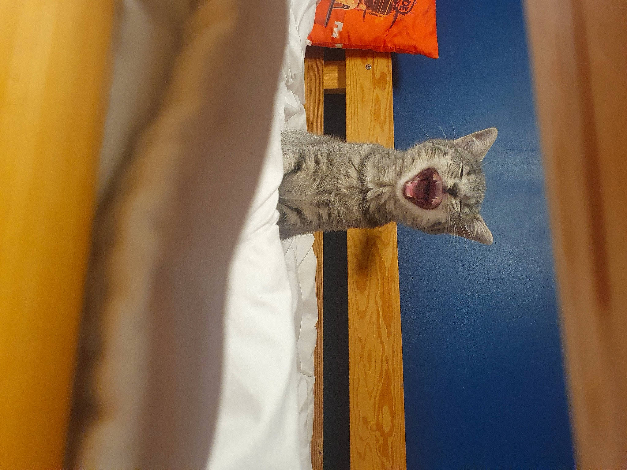 Gina a rejoint le concours — aidez-le/la à gagner de superbes lots ! army, carnivore, cat, curtain, domestic_short_haired_cat, felidae, fur, gesture, linens, military, military_camouflage, military_person, military_uniform, room, sleeve, small_to_medium_sized_cats, whiskers, wood