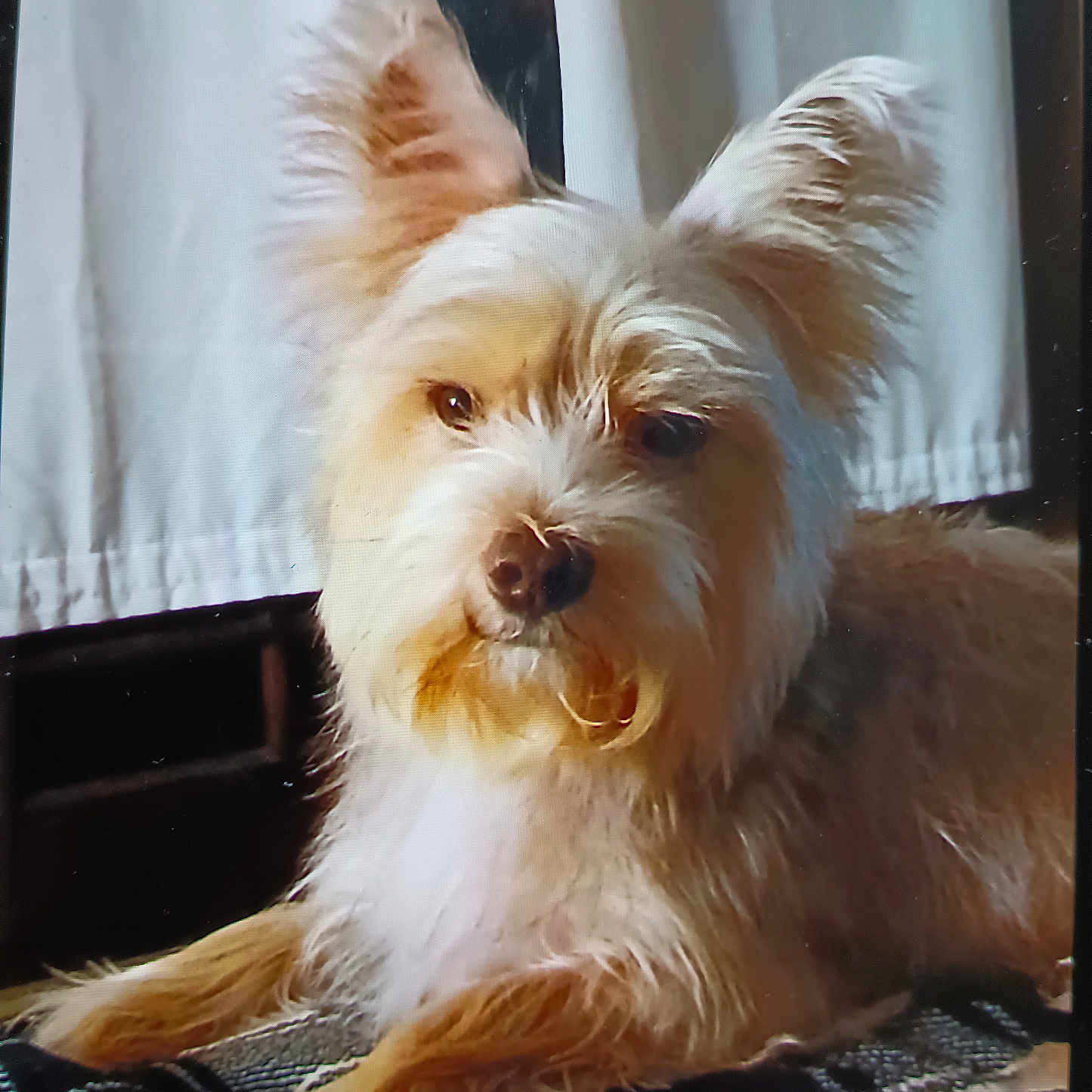 Teddy joined the competition — help win amazing prizes! animal, blanket, companion, cozy, curtain, cute, dog, domestic_animal, ears, fur, indoor, light_brown, looking_at_camera, lying_down, mammal, pet, resting, snout, soft_light, whiskers