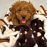Lana joined the competition — help win amazing prizes! animal, blanket, brown_dog, close_up, cozy, curly_fur, cute, dog, domestic_animal, face, floor, fur, indoor, patterned_blanket, pet, puppy, smiling, tile_floor, tongue_out, young_dog