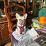 french_bulldog, dog, chair, cushion, wooden_furniture, dining_room, china_cabinet, teacups, orange, glass_bowl, bubble_wrap, card, table, floor, indoor, pet, harness, striped_pillow, vintage, decor
