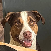 Buddy is registered to the contest to win money with this photo: dog, pet, animal, tricolor, face, mouth_open, ears, table, indoor, happy, looking, brown, white, black, canine, friendly, tongue, expression, snout, fur