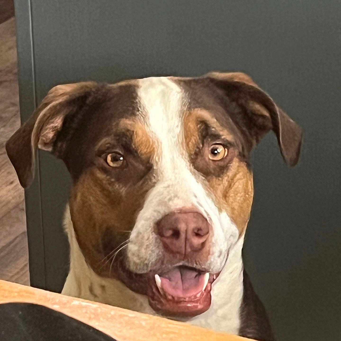 Buddy is registered to the contest to win money with this photo: animal, black, brown, canine, dog, ears, expression, face, friendly, fur, happy, indoor, looking, mouth_open, pet, snout, table, tongue, tricolor, white