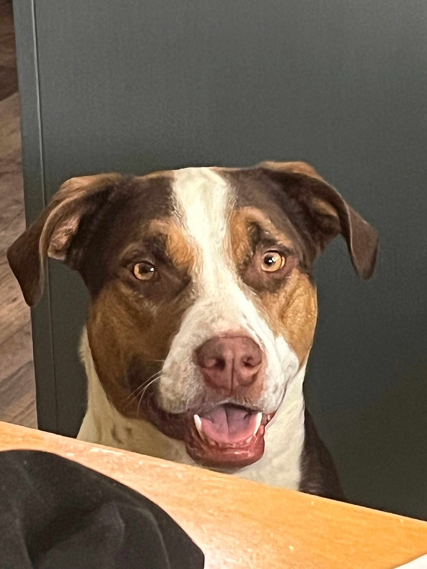 Buddy is registered to the contest to win money with this photo: dog, pet, animal, tricolor, face, mouth_open, ears, table, indoor, happy, looking, brown, white, black, canine, friendly, tongue, expression, snout, fur