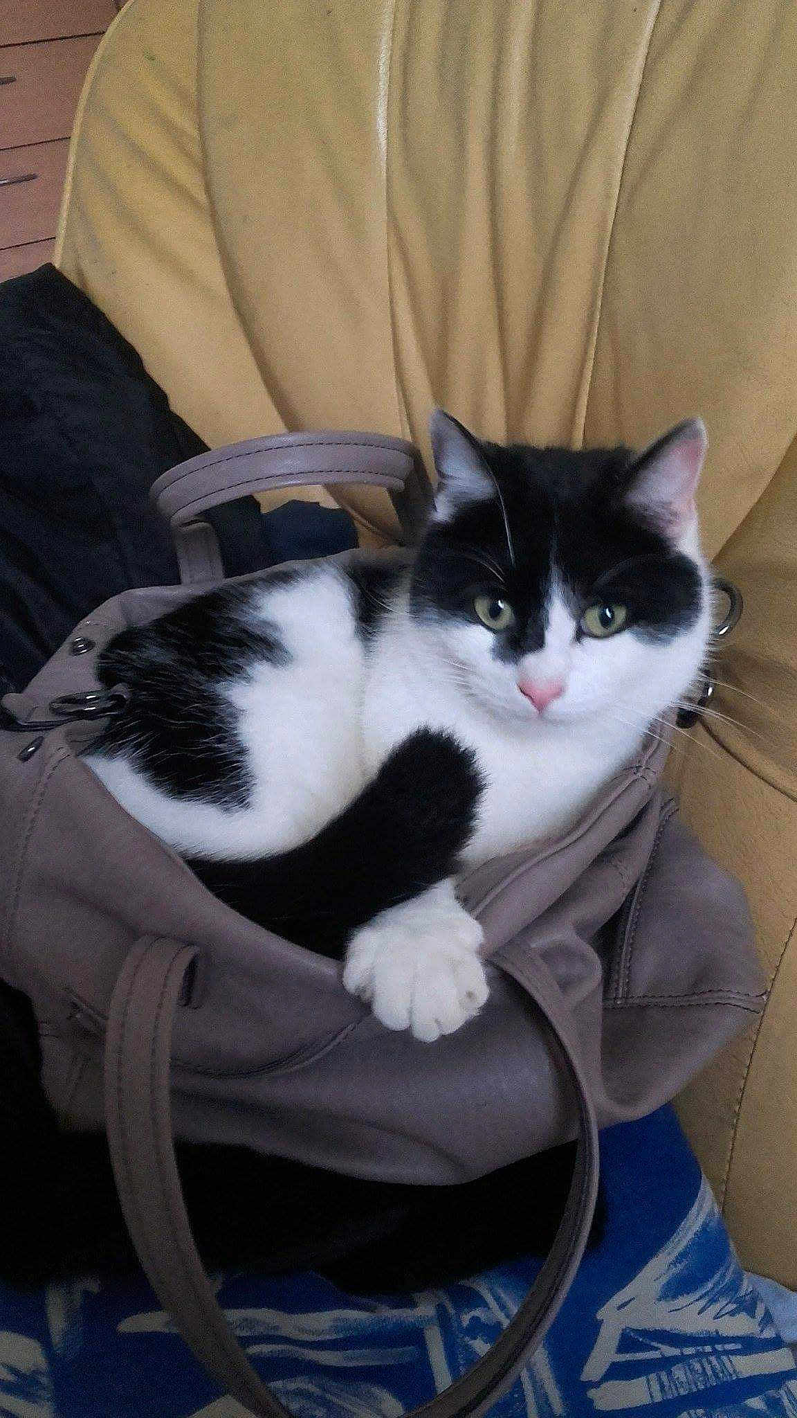 Tchoupi a rejoint le concours — aidez-le/la à gagner de superbes lots ! american_wirehair, carnivore, cat, domestic_short_haired_cat, felidae, fur, kitten, mammal, small_to_medium_sized_cats, tail, whiskers