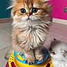 kitten, cat, fluffy, orange_cat, white_cat, toy, colorful, curious, cute, pet, indoor, playful, feline, animal, small, young, floor, ears, whiskers, eyes