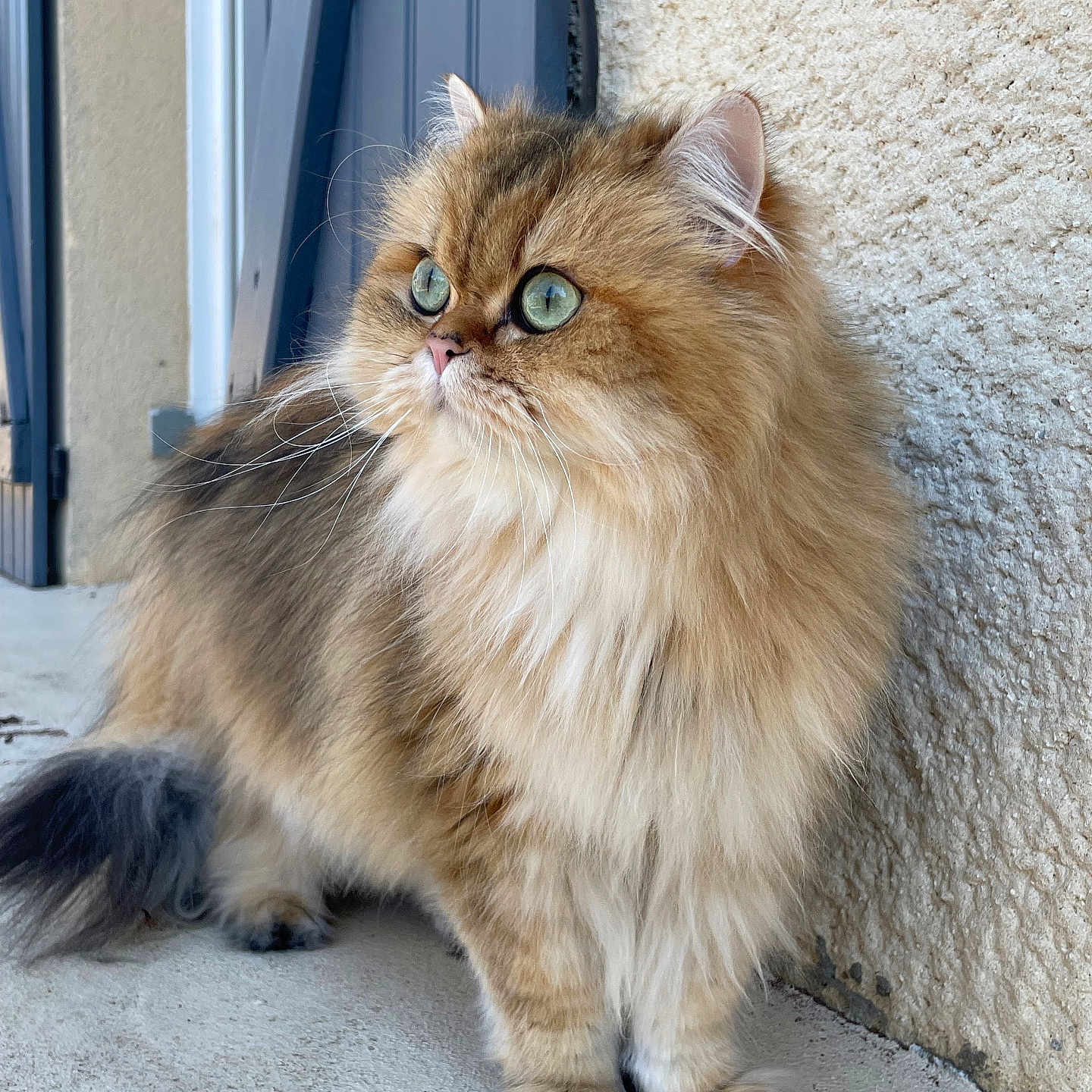 Tahia