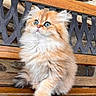 kitten, cat, fluffy, orange_cat, blue_eyes, wooden_bench, metal_bench, outdoor, pet, cute, animal, feline, sitting, fur, curious, closeup, portrait, small_animal, domestic_animal, bench