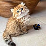 kitten, cat, fluffy, blue_eyes, toy, ball, wicker_basket, indoor, floor, tile, cute, pet, young, feline, small, domestic_animal, animal, adorable, sitting, curious