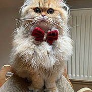 Tahia participe au concours pour gagner de l'argent avec cette photo : cat, fluffy, bow_tie, pet, feline, indoor, scratching_pad, cute, portrait, orange_cat, long_hair, whiskers, sitting, close_up, domestic_animal, chair, furniture, animal_face, adorable, eyes