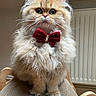 cat, fluffy, bow_tie, pet, feline, indoor, scratching_pad, cute, portrait, orange_cat, long_hair, whiskers, sitting, close_up, domestic_animal, chair, furniture, animal_face, adorable, eyes
