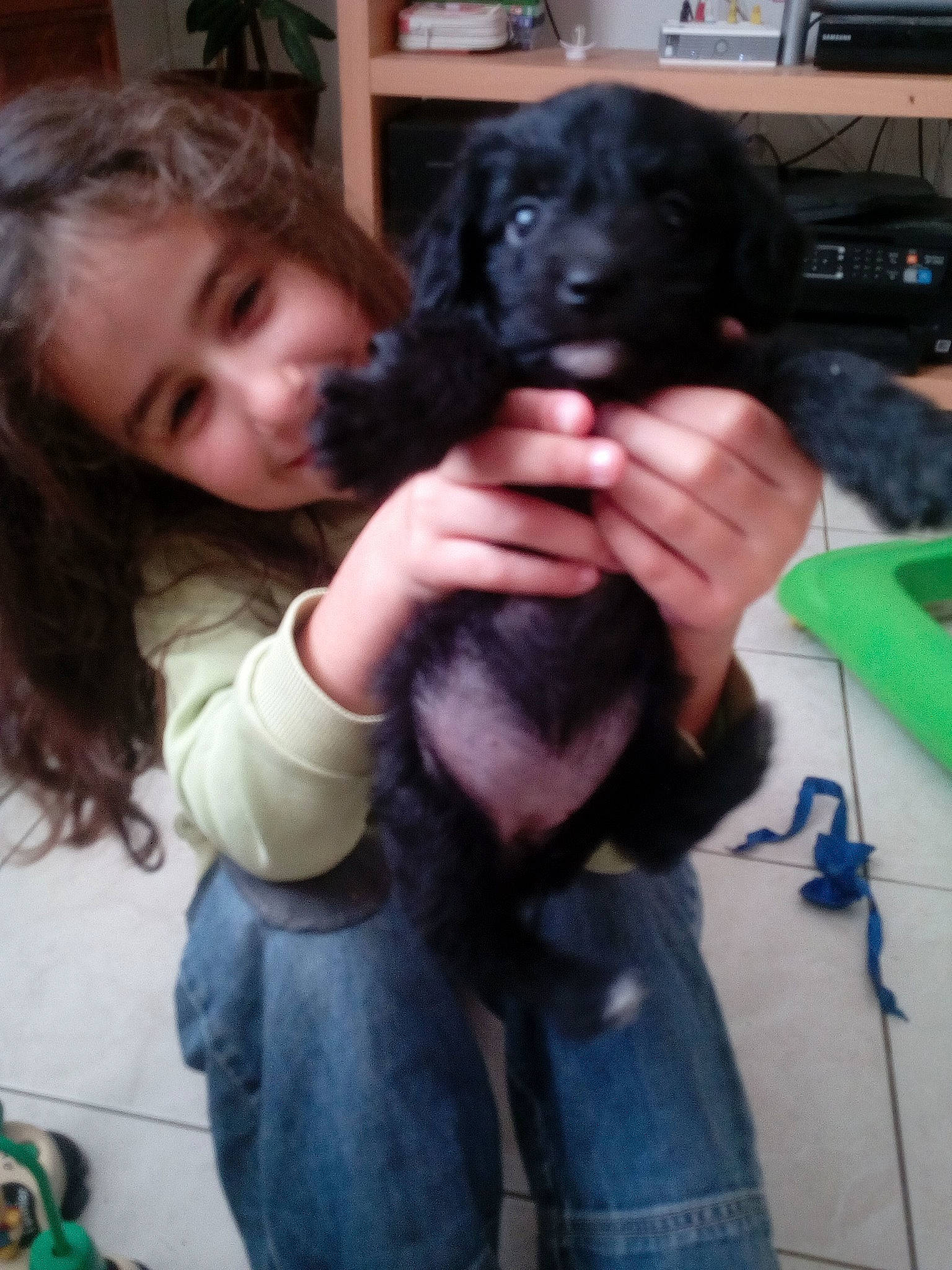 Joulia participe au concours pour gagner de l'argent avec cette photo : canidae, carnivore, dog, dog_breed, flat_coated_retriever, person, puppy, spaniel, sporting_group