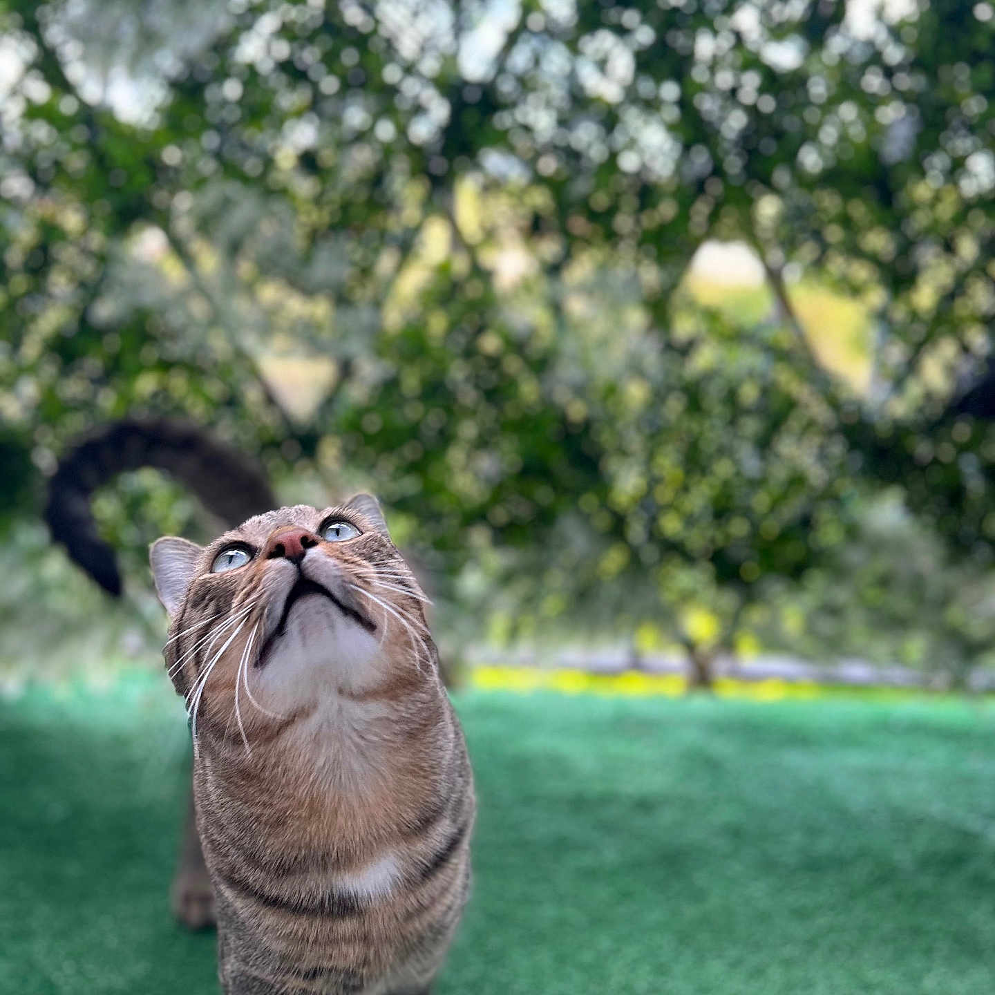 Symba participe au concours pour gagner de l'argent avec cette photo : alert, animal, blue_eyes, blurred_background, cat, close_up, curious, cute, daylight, fur, green_surface, looking_up, mammal, nature, outdoor, pet, standing, tabby, tree, whiskers